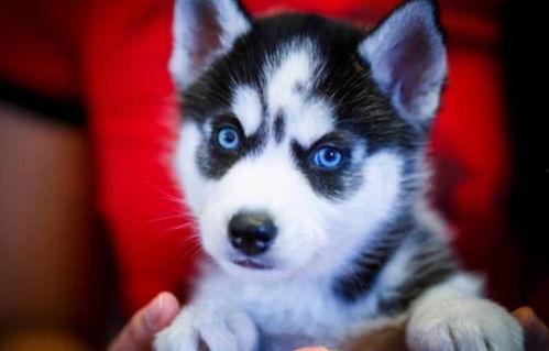 娱乐吃瓜酱哈士奇